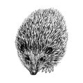 Hand drawn hedgehog. Sketch realistic animal isolated.